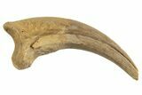 Fossil Raptor Hand Claw - Lance Formation, Wyoming #330932-1